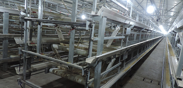 密閉雞舍的通風模式制定方法 密閉雞舍的通風模式制定方法